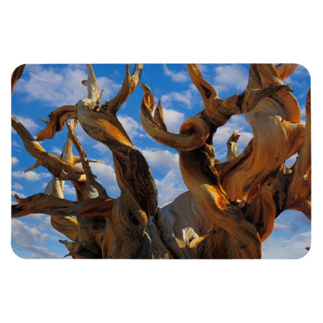 Bristlecone Pine Tree Magnet (Horizontal)