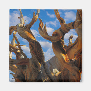 Bristlecone Pine Tree Magnet