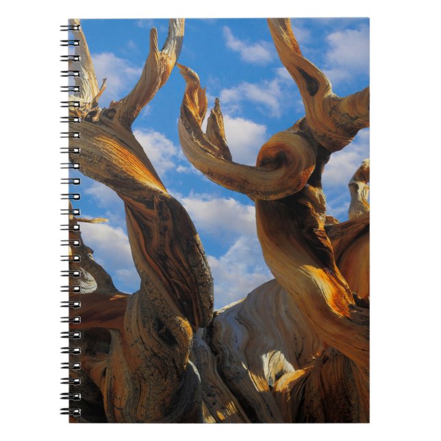 Bristlecone Pine Tree Notizblock (Vorderseite)