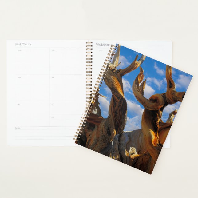 Bristlecone Pine Tree Planer (Anzeige)