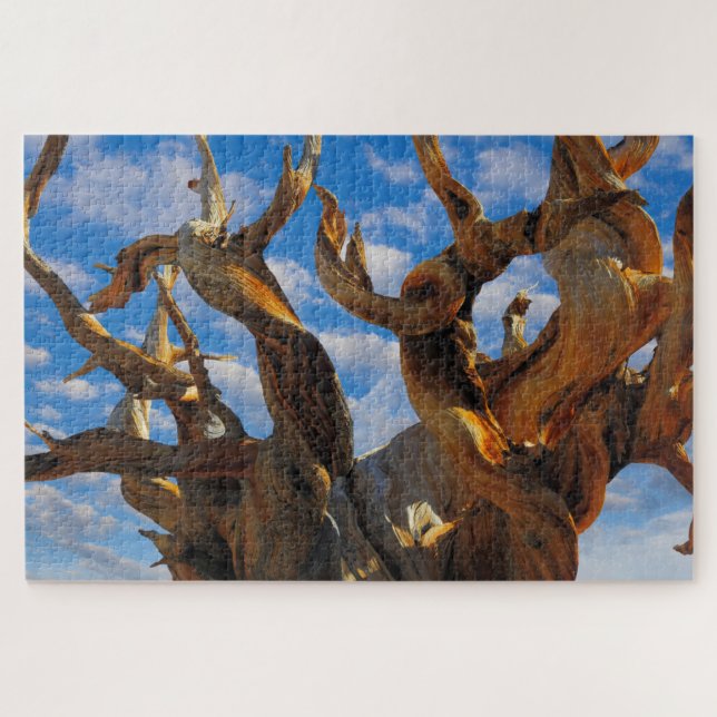 Bristlecone Pine Tree Puzzle (Horizontal)