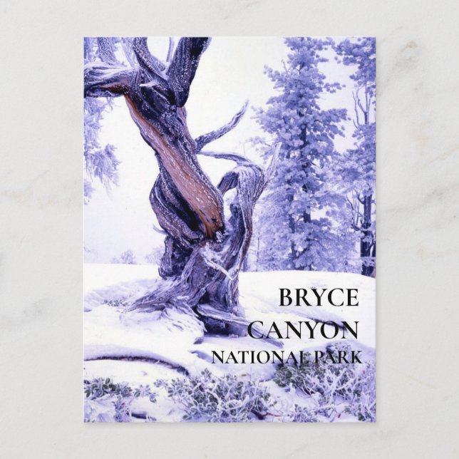 Bristlecone Pine Winter Schnee Postkarte (Vorderseite)