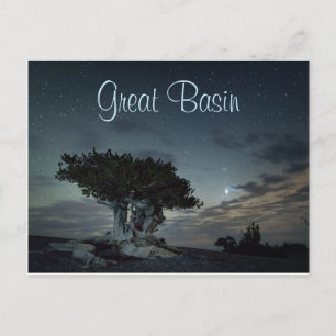 Bristlecone-Silhouette gegen Starry Sky Postkarte