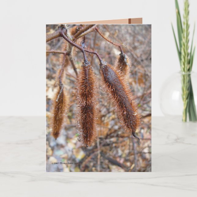 Bristly Heuschrecken-Samen-Hülsen Karte (Vorderseite)