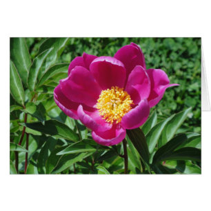 Bristol-Blüte