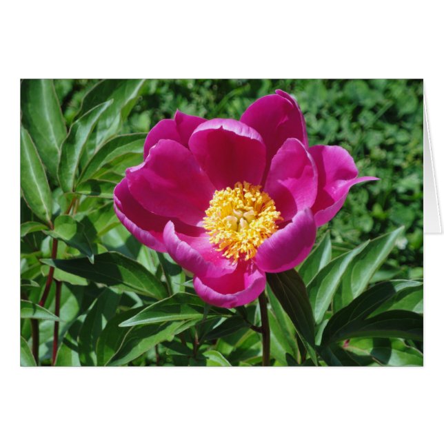 Bristol-Blüte (Vorderseite (Horizontal))