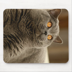 Britisch Kurzhaar Blau Mousepad