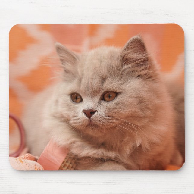 Britisch Kurzhaar, Britisch Langhaar, Lila Mousepad (Vorne)