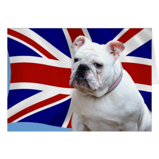 Britische Bulldogge