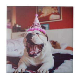 Britische Bulldogge Getty Bild-  Fliese