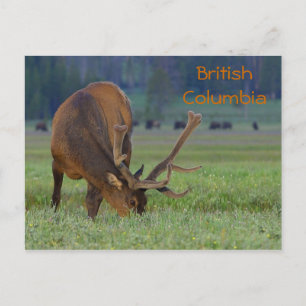 Britische Elche aus Kolumbien Postkarte