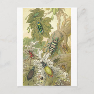 Britische Käfer Postkarte