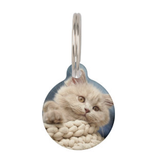 Britische Kurzhaar, Kitten, Haustier Haustiermarke