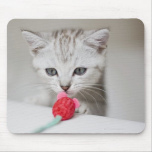 Britische Kurzhaarkätzchen riechen Spielzeugmaus Mousepad