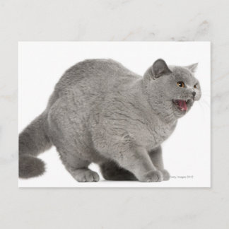 Britische Kurzhaarküche (8 Monate alt) Postkarte