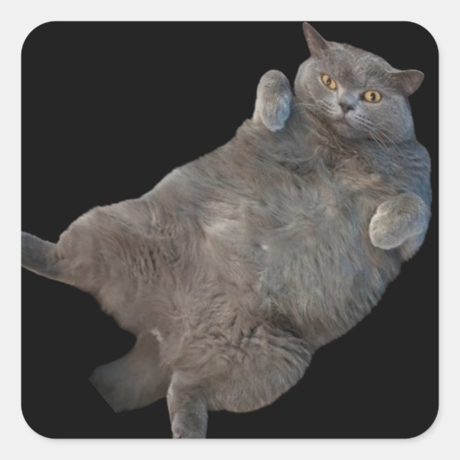 Britische Kurzkatze auf der Rückseite Quadratischer Aufkleber (Vorderseite)