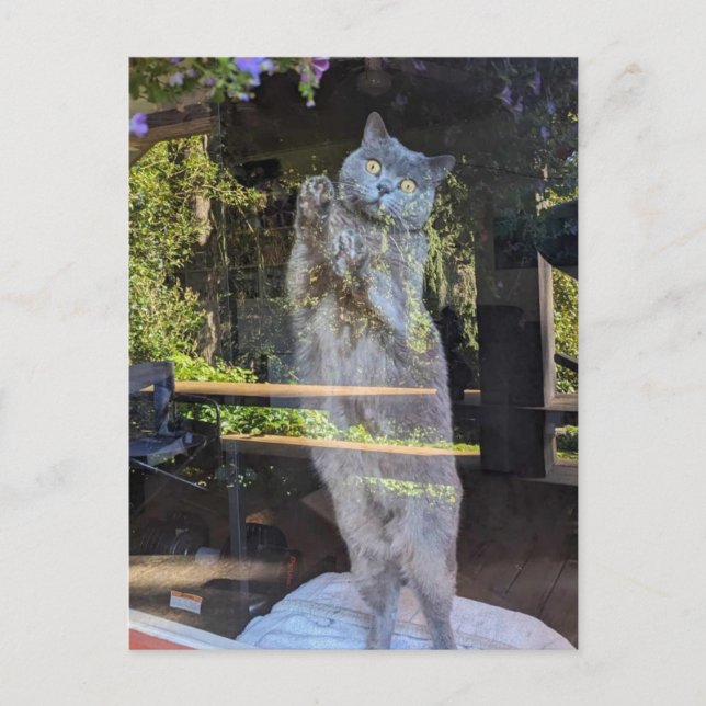 Britische Kurzkatze im Fenster Postkarte (Vorderseite)