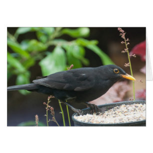 Britische Schwangvögel: männlicher Schwarzer Vogel