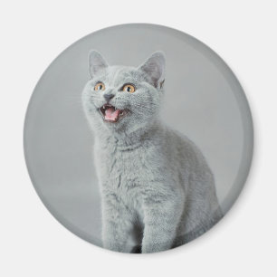 Britische shorthair Miezekatze Magnet