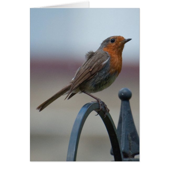 Britische Singvögel: Junger Robin (Vorne)