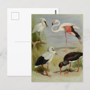 Britische Vögel, Kunstillustrationen Postkarte