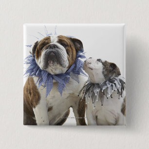 Britischer Bulldog und Welpe mit Halsband, Button