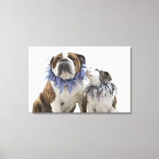 Britischer Bulldog und Welpe mit Halsband, Leinwanddruck