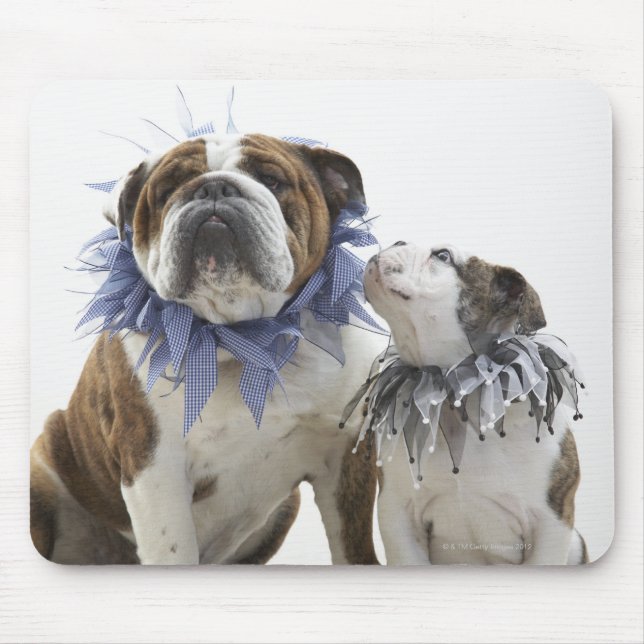 Britischer Bulldog und Welpe mit Halsband, Mousepad (Vorne)