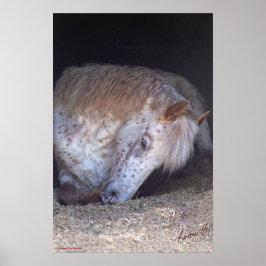 Britischer gepunkteter Ponydruck Poster