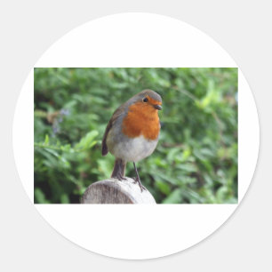 Britischer Robin Runder Aufkleber