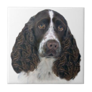 Britischer Spaniel Portrait Tiles Fliese