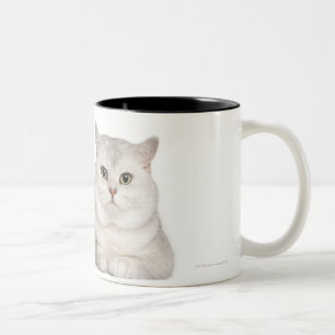 Britisches Shorthair (2 Jahre alt) liegend in der Zweifarbige Tasse