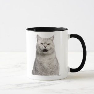 Britisches Shorthair (4 Jahre alt) Tasse