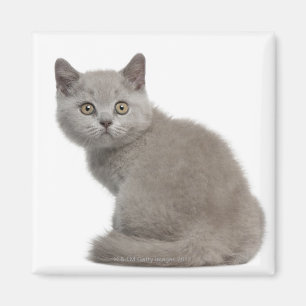 Britisches Shorthair Kätzchen (10 Wochen alt) Magnet