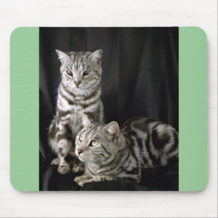 Britisches Shorthair, silberner Tabby Mousepad
