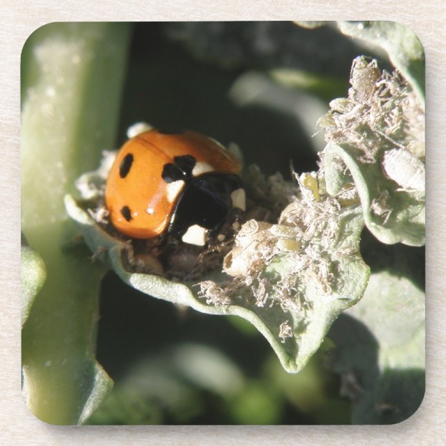 British 7 Spot Ladybug Cork Untersetzer (Vorderseite)
