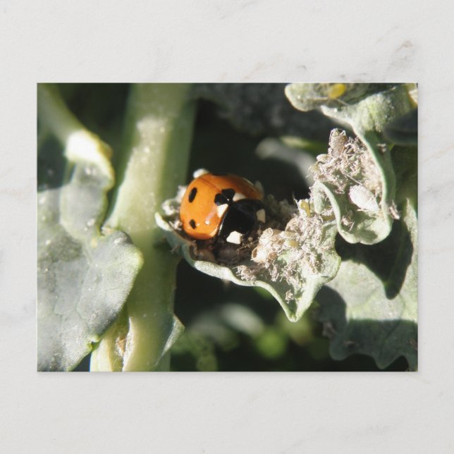 British 7 Spot ladybug Postcard Postkarte (Vorderseite)