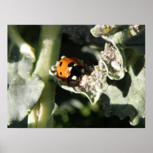 British 7 Spot Ladybug Print Poster