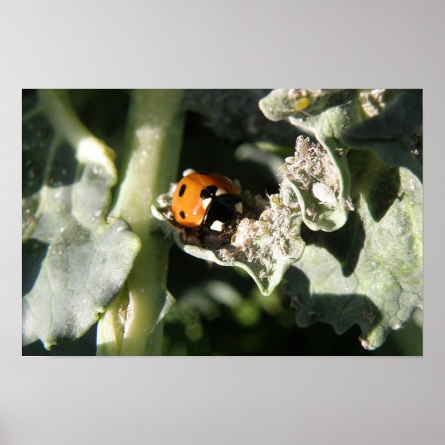 British 7 Spot Ladybug Print Poster (Vorne)