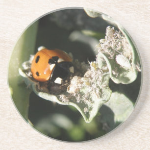 British 7 Spot Ladybug Untersetzer
