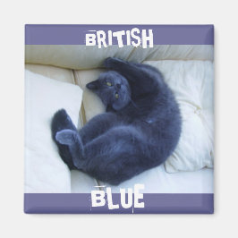 BRITISH BLUE CAT MAGNET
