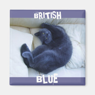 BRITISH BLUE CAT MAGNET