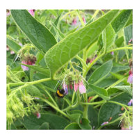 British Bumble Bee on Wild Common Comfrey