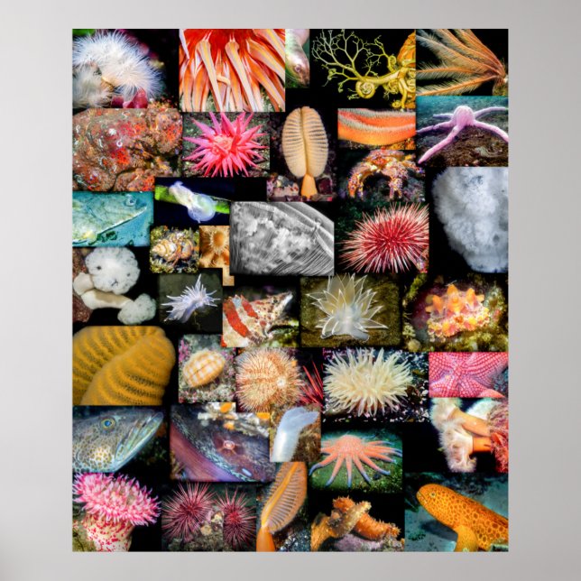 British Columbia Marine Life Collage Poster (Vorne)