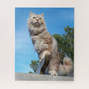 British Longhair Cat - Schokolade, Silver Tabby Puzzle