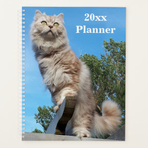 British Longhair Cat Yeplaner Planer