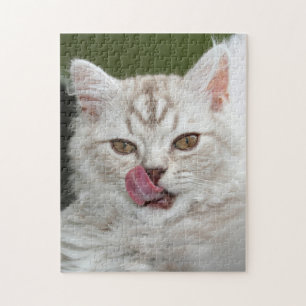 British Longhair Kitten - Schokolade, Silver Tabby Puzzle