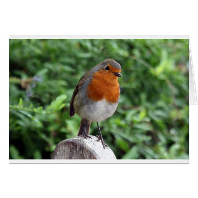 British Robin (Vorderseite (Horizontal))