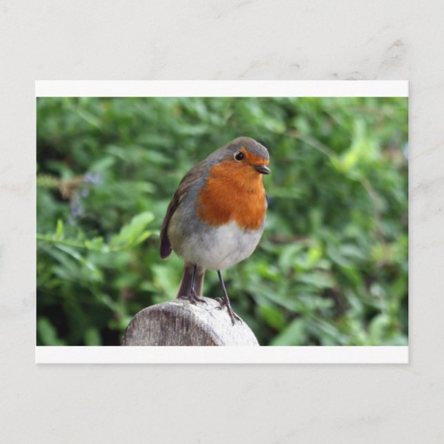 British Robin Postkarte (Vorderseite)
