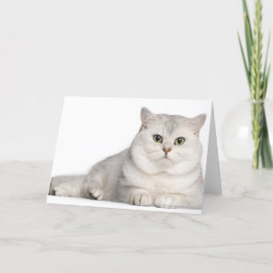 British Shorthair (2 Jahre alt) liegt vorne Karte